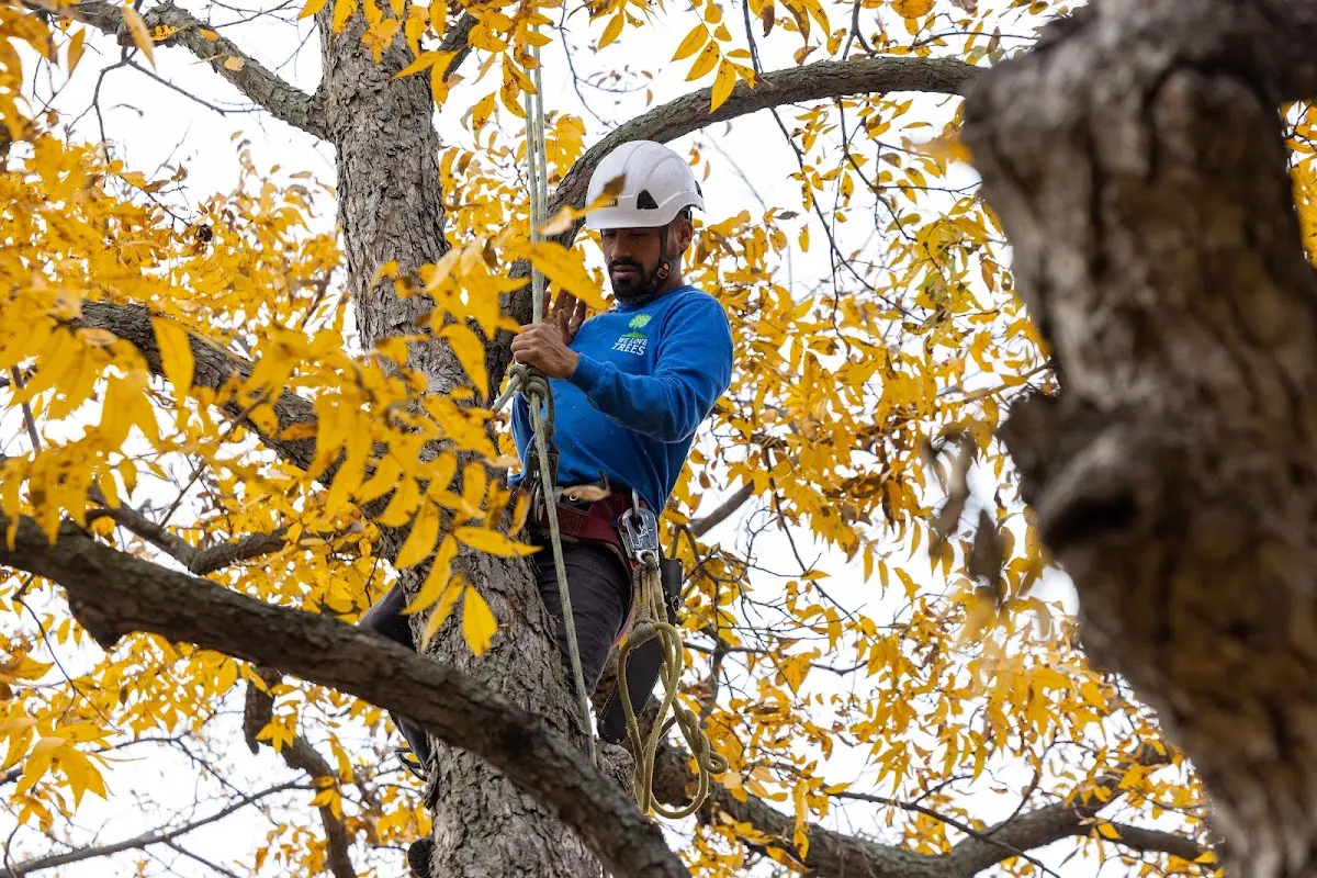 Skilled Tree Planing crew working in Hugoton